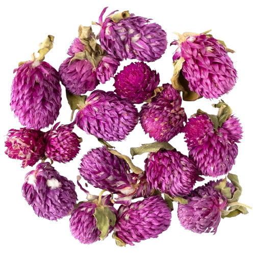 Гомфрена шаровидна